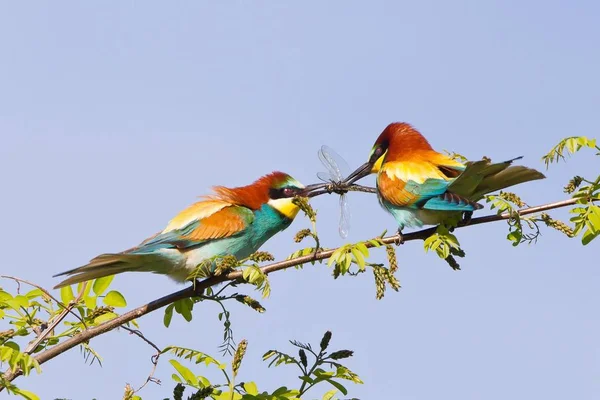 Two European Bee Eaters Perching Branch — Stock Photo, Image