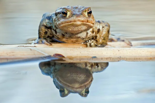 Κοινό Βάτραχο Ευρωπαϊκό Βάτραχο Που Αντανακλάται Στο Νερό — Φωτογραφία Αρχείου
