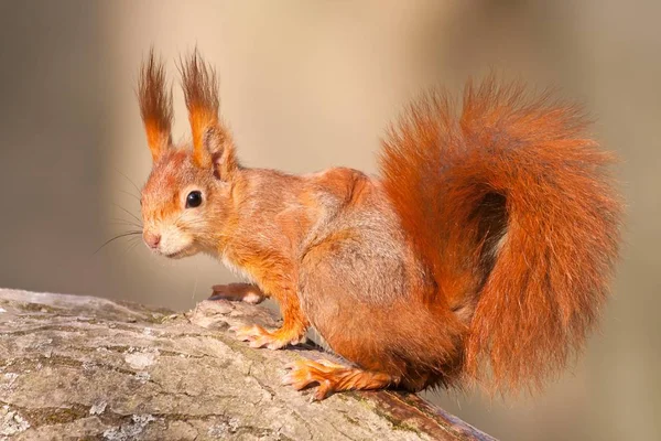 Rotes Eichhörnchen Oder Eurasisches Rotes Eichhörnchen Nahaufnahme Vor Verschwommenem Hintergrund — Stockfoto