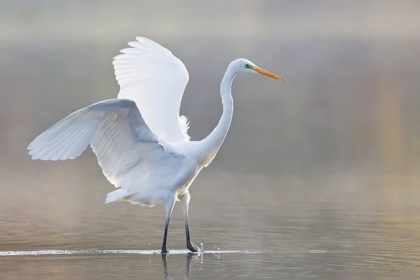 Belo Branco Grande Egret Água — Fotografia de Stock