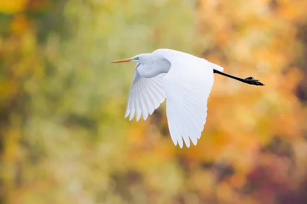 Great Egret Flight Blurred Background — Stock Photo, Image