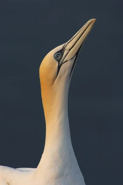 Північні Gannet Макрозйомку Портрет Диких Життя — стокове фото