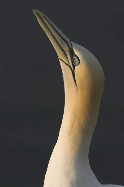 Northern Gannet Closeup Portrait Wild Life — Stock Photo, Image