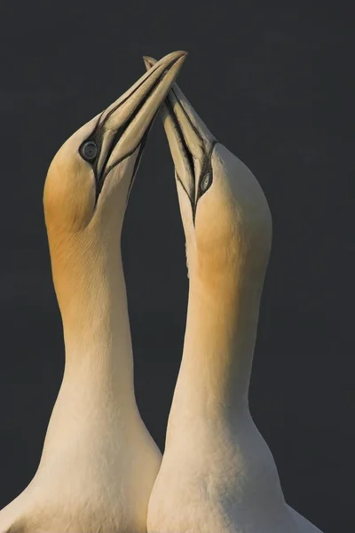 Mating Ritual Two Northern Gannets Closeup Portrait Wild Life — Stock Photo, Image