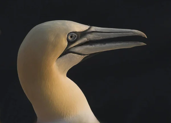 Northern Gannet Gros Plan Portrait Vie Sauvage — Photo