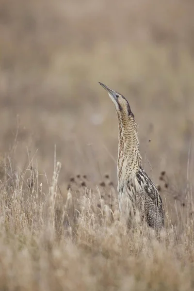 Bukač Eurasijský Nebo Velký Bittern Boční Portrét — Stock fotografie