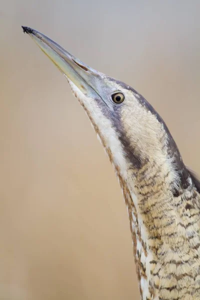 Eurasian Bittern Great Bittern Closeup Side Portrait — Stock Photo, Image