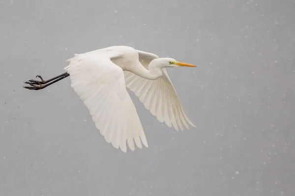 Silberreiher Fliegt Gegen Blauen Stollenhimmel — Stockfoto