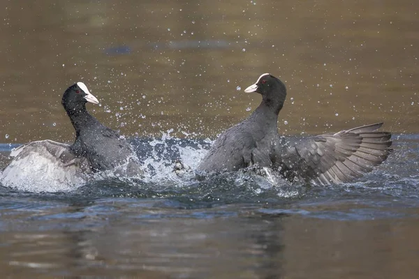 Eurasian Coots Birds Together Water — Stock Photo, Image