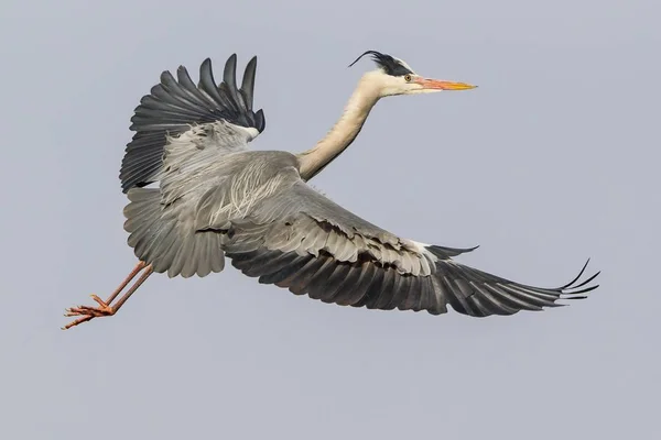 Grey Heron Flying Blue Cleat Sky — Stock Photo, Image