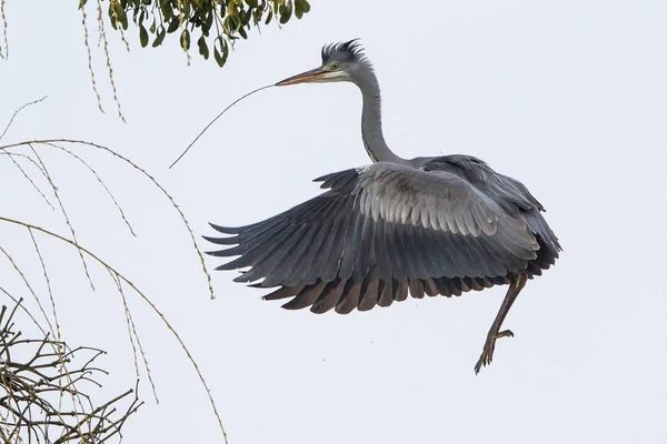 Szare Podejście Lądowania Heron Materiałem Zagnieżdżania — Zdjęcie stockowe