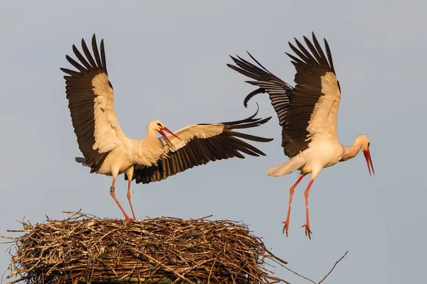 Mavi Kilit Gökyüzüne Karşı Beyaz Storks Yuvalama — Stok fotoğraf