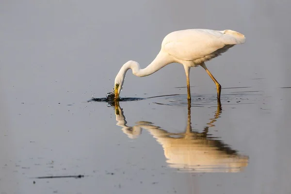 Great Egret Alimentándose Agua Con Reflexión —  Fotos de Stock