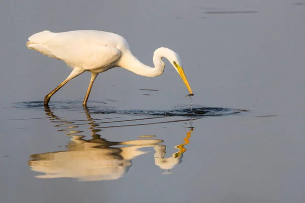 Silberreiher Füttert Sich Wasser Mit Spiegelung — Stockfoto