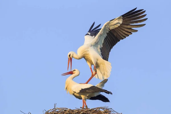 White Storks Nesting Blue Cleat Sky — Stock Photo, Image