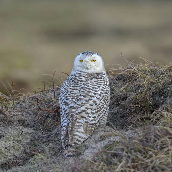 Chouette Des Neiges Femelle Zone Hivernale Reposant Dans Herbe Marram — Photo