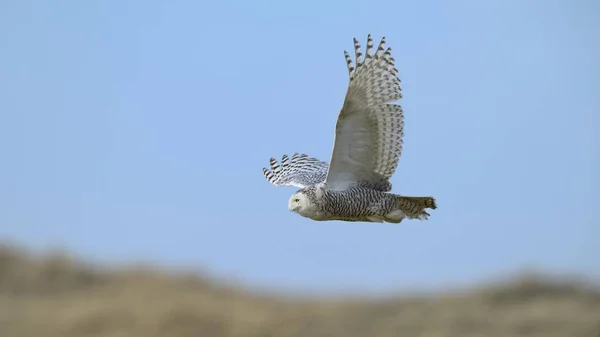 Снежный Оль Bubo Scandiacus Самка Пролетающая Над Дюнами Зимней Области — стоковое фото