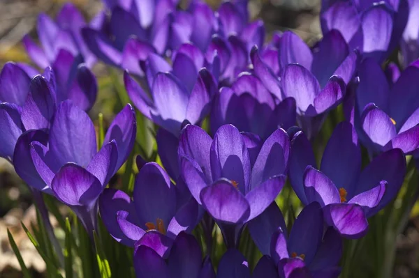 Closeup View Beautiful Crocuses Flowers — Stock Photo, Image