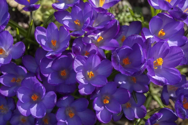 Closeup View Beautiful Crocuses Flowers — Stock Photo, Image