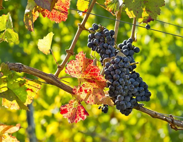 Uvas Maduras Penduradas Vinha Vinha — Fotografia de Stock