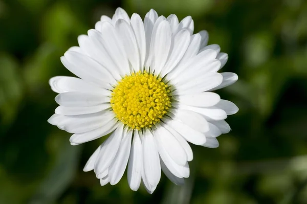 Daisy Bellis Perennis Baden Württemberg Deutschland Europa — Stockfoto