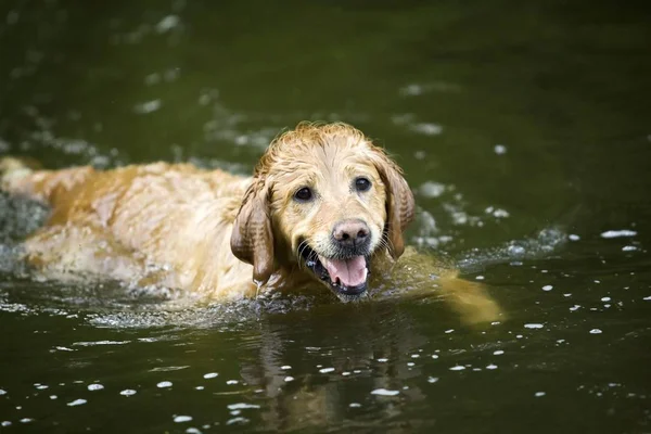 Golden Retriever bitch swimming in a lake