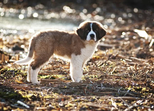 Saint Bernard Valp Stående Stranden Damm — Stockfoto