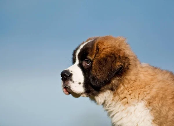 Saint Bernard Puppy Portret Tegen Blauwe Hemel — Stockfoto