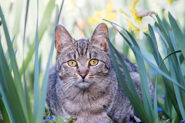 長い草の中でかわいい灰色の家畜猫 — ストック写真