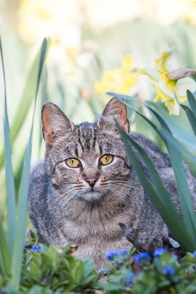 長い草の中でかわいい灰色の家畜猫 — ストック写真