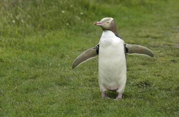 Κιτρινομάτης Penguin Hoiho Megadyptes Antipodes Μια Ετικέτα Στα Απλωμένα Φτερά — Φωτογραφία Αρχείου