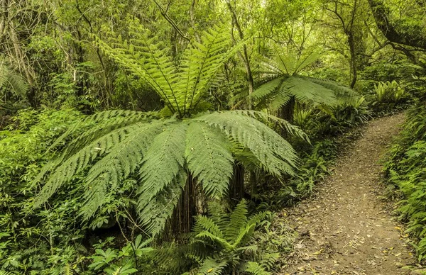 Tree Ferns (Cyatheales) along a hiking trail through primary rainforest, North Island, New Zealand, Oceania