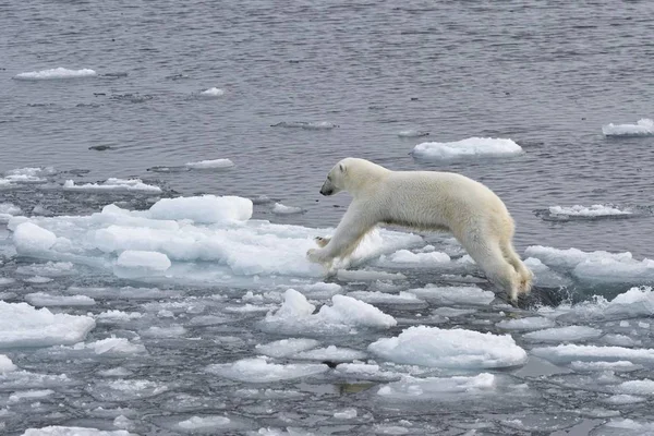 Eisbär Auf Eis Norwegen Europa — Stockfoto