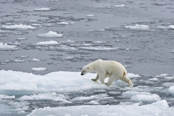 Scenic View Polar Bear Ice Norway Europe — Stock Photo, Image