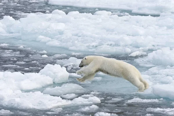 Scenic View Polar Bear Ice Norway Europe — Stock Photo, Image