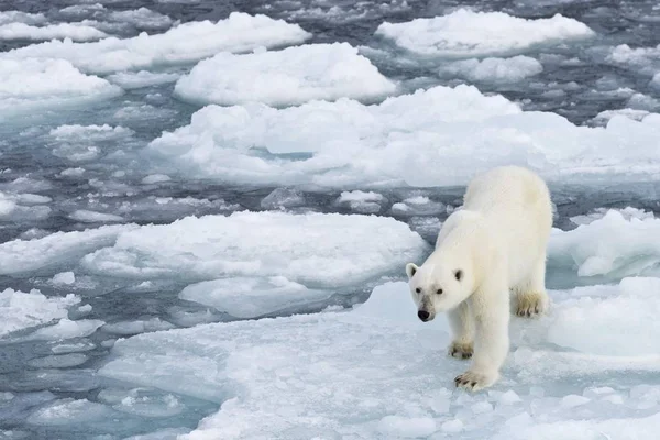 Malowniczy Widok Niedźwiedzia Polarnego Lodzie Norwegia Europa — Zdjęcie stockowe
