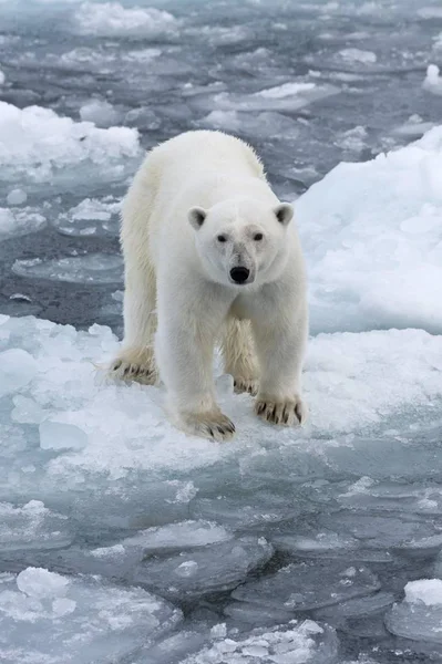Vista Panorâmica Urso Polar Gelo Noruega Europa — Fotografia de Stock