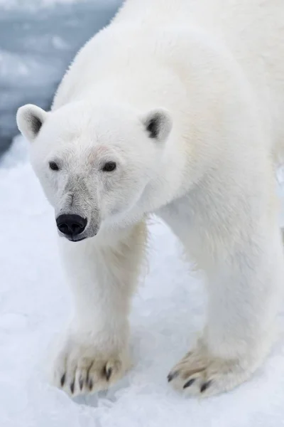 Vista Panorâmica Urso Polar Gelo Noruega Europa — Fotografia de Stock