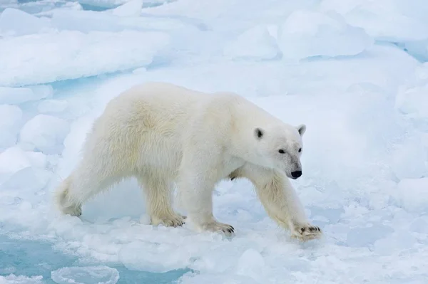 Vista Panorámica Del Oso Polar Sobre Hielo Noruega Europa — Foto de Stock