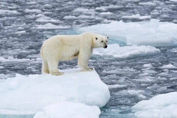 北极熊在冰上的风景 — 图库照片