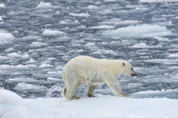 Scenic View Polar Bear Ice Norway Europe — Stock Photo, Image