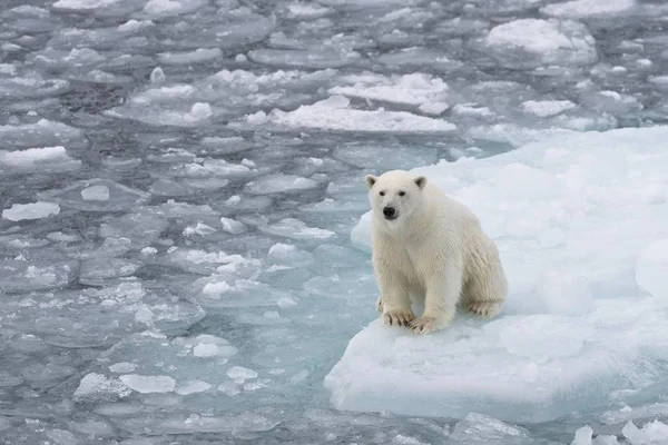 Vista Panorâmica Urso Polar Gelo Noruega Europa — Fotografia de Stock
