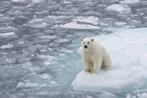 Vista Panorámica Del Oso Polar Sobre Hielo Noruega Europa — Foto de Stock