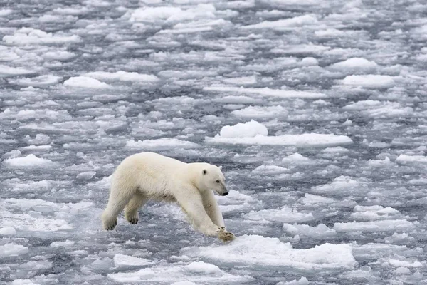 Scenic View Polar Bear Ice Norway Europe — Stock Photo, Image