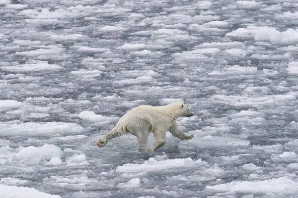 Vista Panoramica Dell Orso Polare Sul Ghiaccio Norvegia Europa — Foto Stock