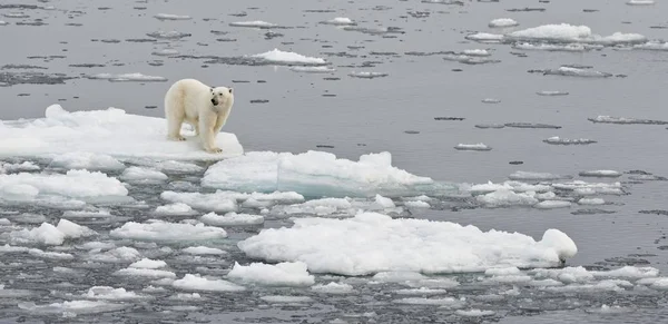 Eisbär Auf Eis Norwegen Europa — Stockfoto