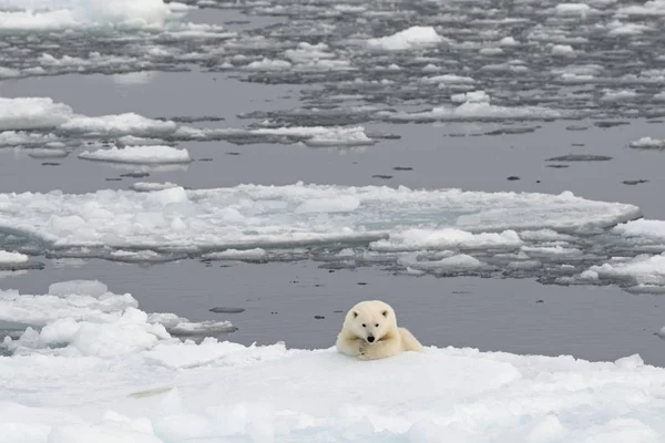 氷上のホッキョクグマの風光明媚な眺め ノルウェー ヨーロッパ — ストック写真