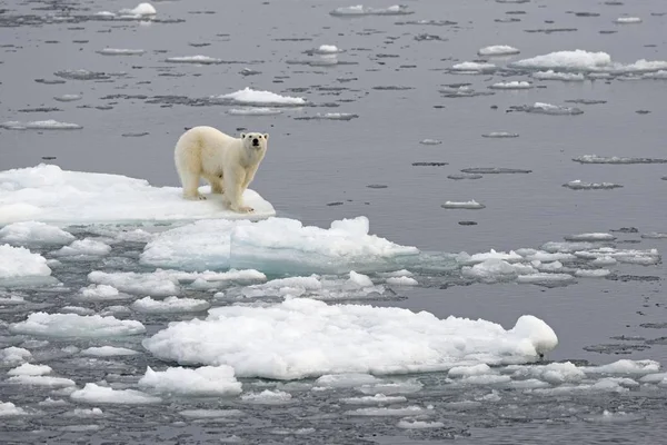 北极熊在冰上的风景 — 图库照片