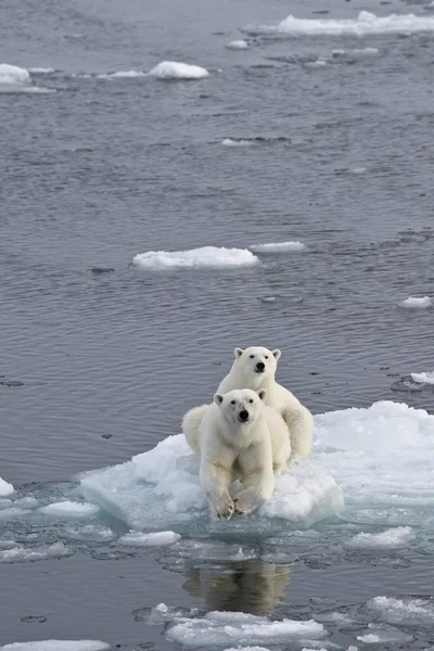 Aussichtsreiche Ansicht Von Eisbären Weiblichen Und Jugendlichen Onice Norwegen Europa — Stockfoto