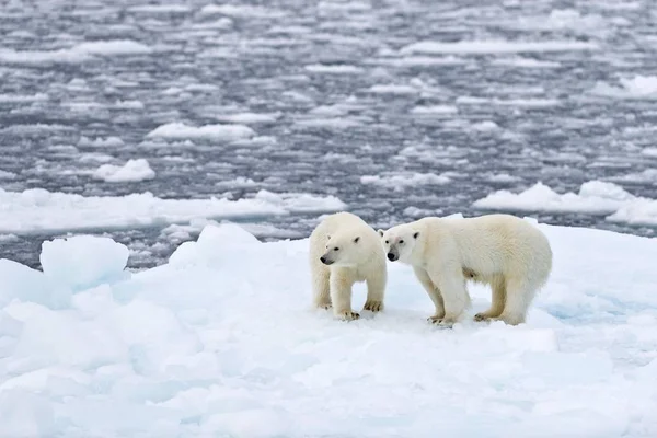 Naturskön Utsikt Över Isbjörnar Kvinnliga Och Juvenila Onice Norge Europa — Stockfoto